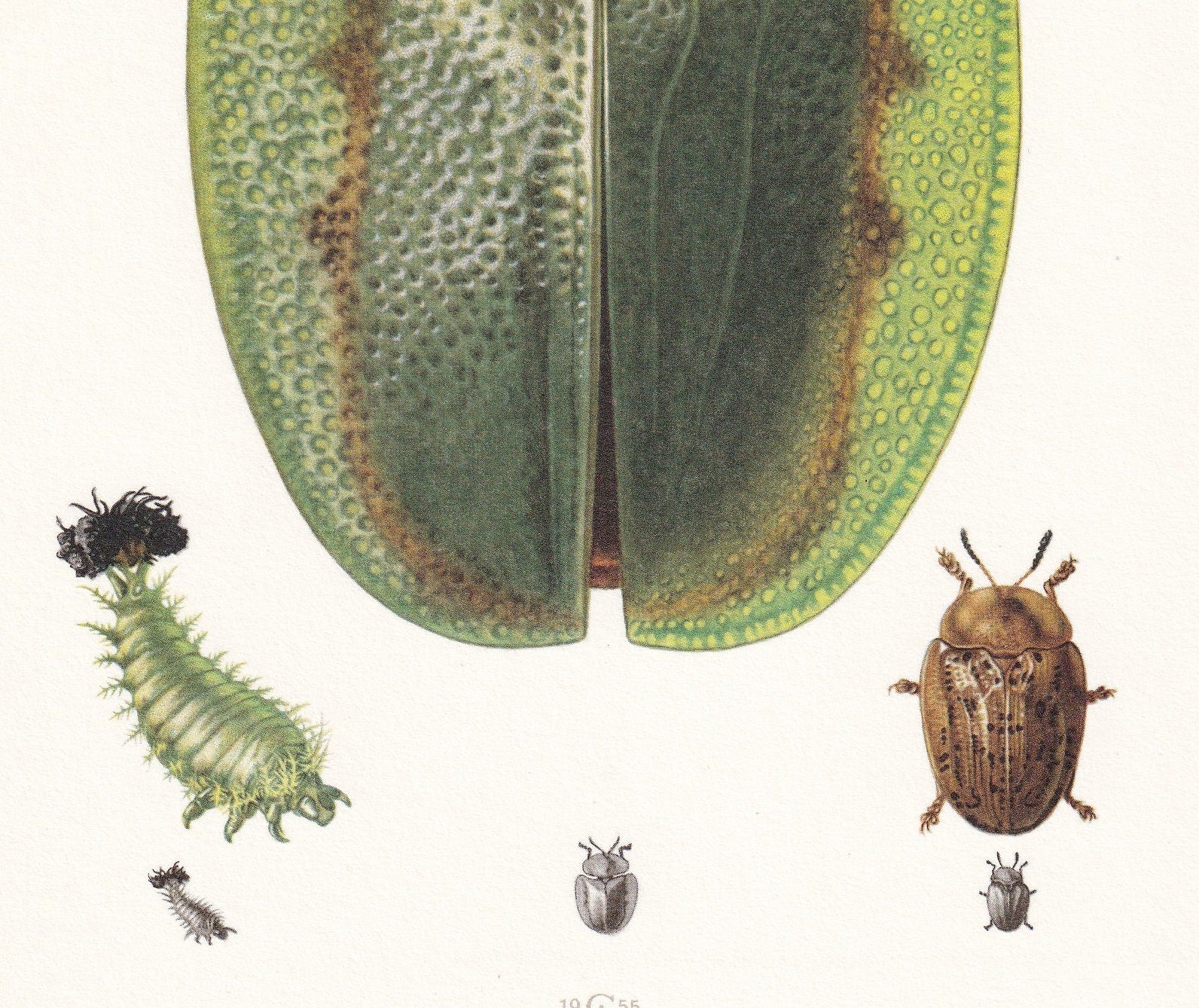1960 GREEN TORTOISE BEETLE Print - Vintage Insect Print - Bugs Illustration - Biology Wall Art - Vintage Entomology Print - 6