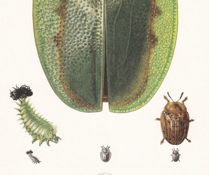 1960 GREEN TORTOISE BEETLE Print - Vintage Insect Print - Bugs Illustration - Biology Wall Art - Vintage Entomology Print - 6