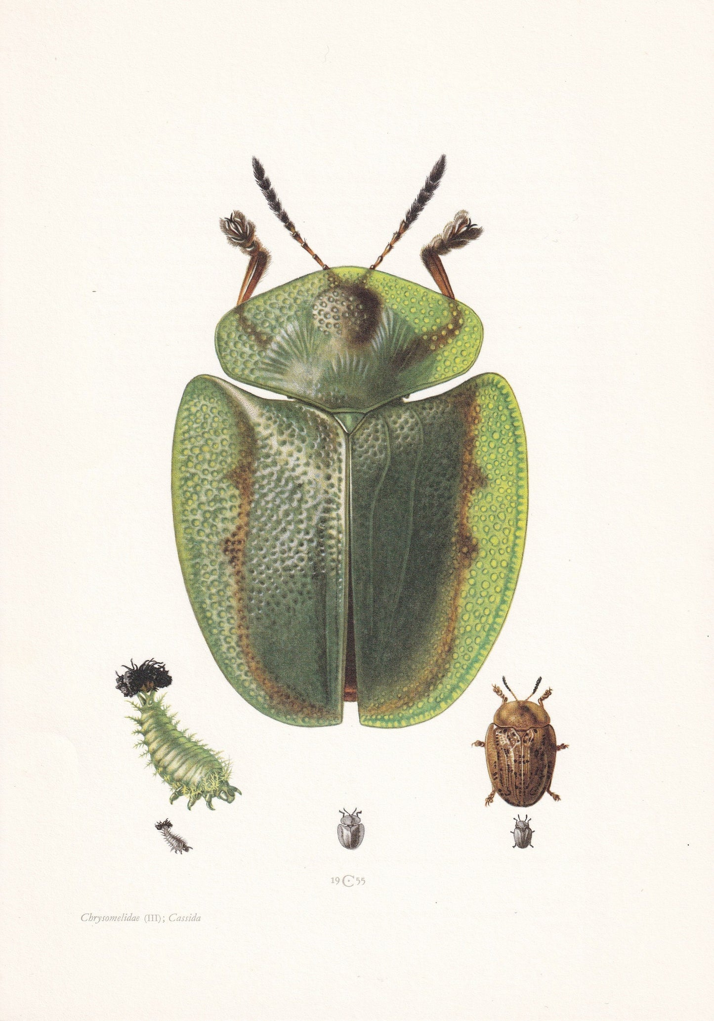 1960 GREEN TORTOISE BEETLE Print - Vintage Insect Print - Bugs Illustration - Biology Wall Art - Vintage Entomology Print - 6