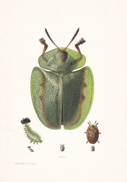 1960 GREEN TORTOISE BEETLE Print - Vintage Insect Print - Bugs Illustration - Biology Wall Art - Vintage Entomology Print - 6