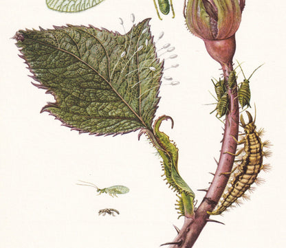 1960 GREEN LACEWING Print - Vintage Insect Print - Bugs Illustration - Biology Wall Art - Vintage Entomology Print - 63 Years