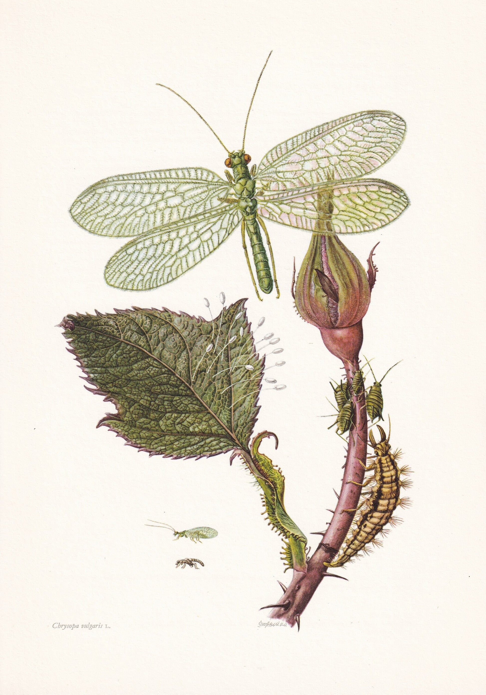 1960 GREEN LACEWING Print - Vintage Insect Print - Bugs Illustration - Biology Wall Art - Vintage Entomology Print - 63 Years