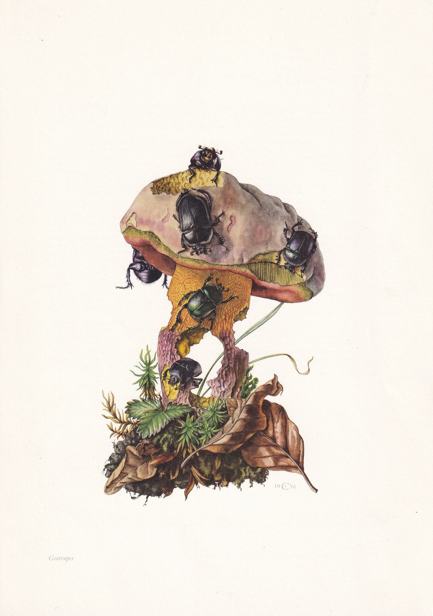 1960 DUNG BEETLES Print - Vintage Insect Print - Bug Illustration - Biology Wall Art - Vintage Entomology Print - 63 Years Ol