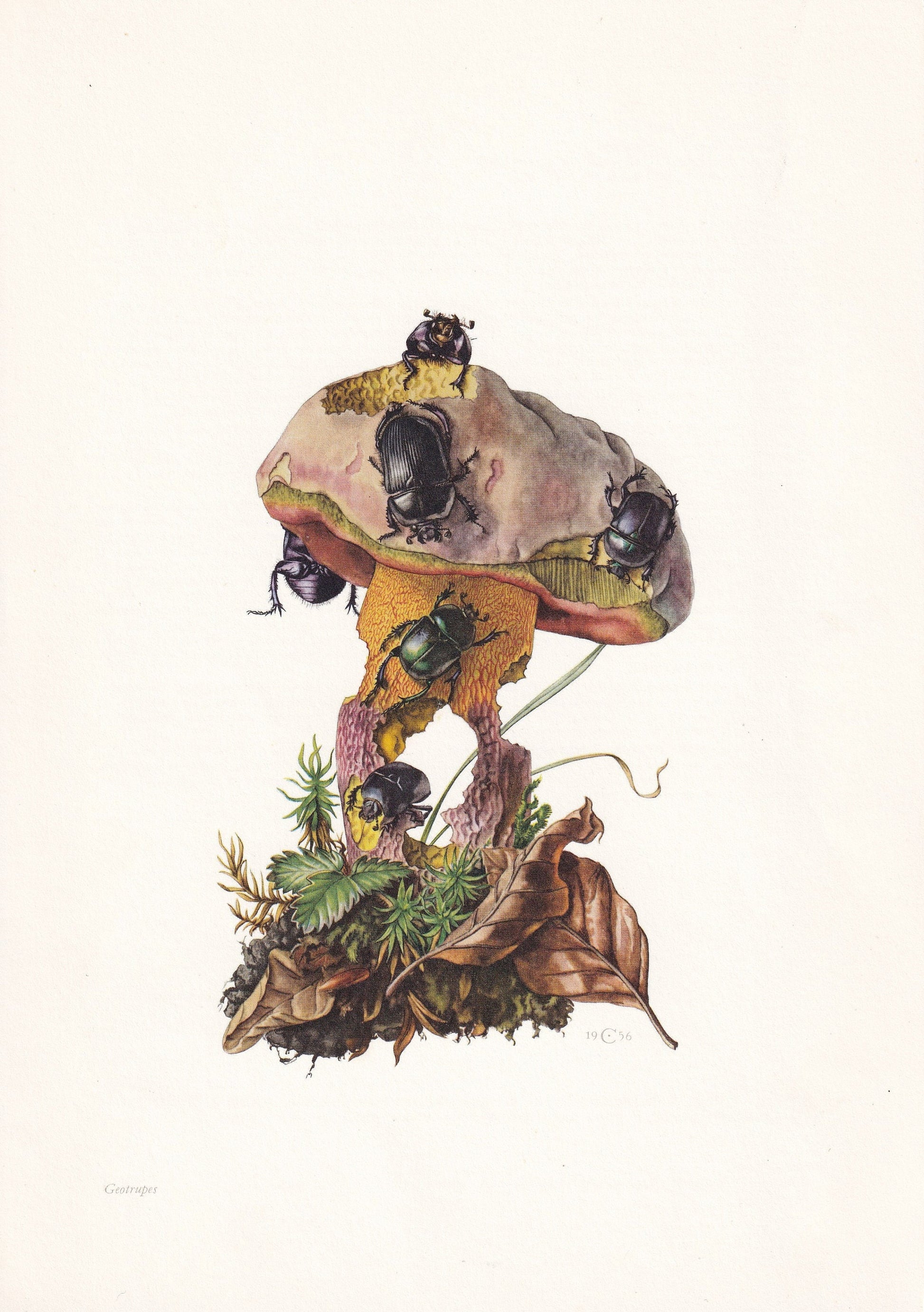 1960 DUNG BEETLES Print - Vintage Insect Print - Bug Illustration - Biology Wall Art - Vintage Entomology Print - 63 Years Ol