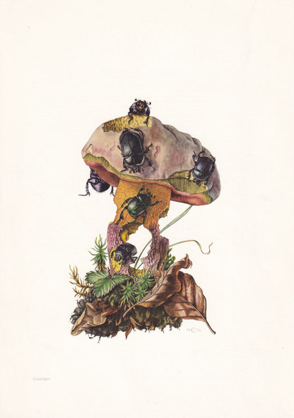 1960 DUNG BEETLES Print - Vintage Insect Print - Bug Illustration - Biology Wall Art - Vintage Entomology Print - 63 Years Ol