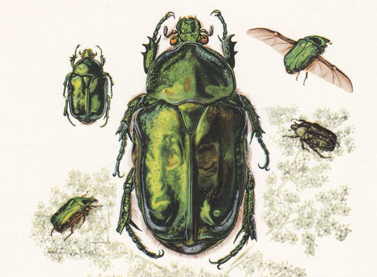 1960 SCARAB BEETLES Print - Vintage Insect Print - Bugs Illustration - Biology Wall Art - Vintage Entomology Print - 7.5 x 10