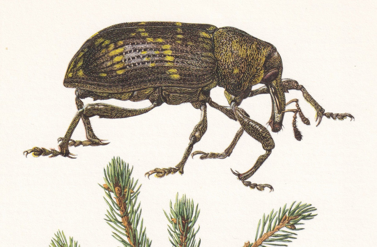 1960 LARGE PINE WEEVIL Print - Vintage Insect Print - Bug Illustration - Biology Wall Art - Vintage Entomology Print - 63 Yea