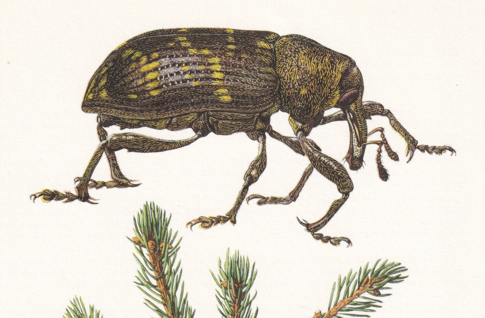 1960 LARGE PINE WEEVIL Print - Vintage Insect Print - Bug Illustration - Biology Wall Art - Vintage Entomology Print - 63 Yea