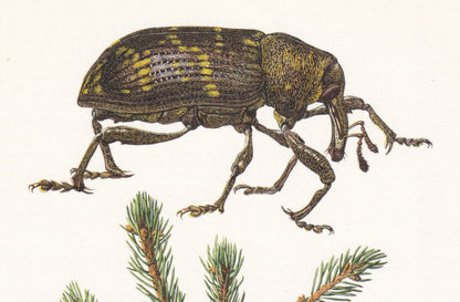 1960 LARGE PINE WEEVIL Print - Vintage Insect Print - Bug Illustration - Biology Wall Art - Vintage Entomology Print - 63 Yea