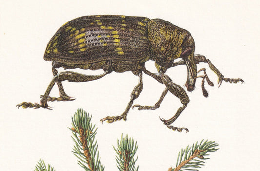 1960 LARGE PINE WEEVIL Print - Vintage Insect Print - Bug Illustration - Biology Wall Art - Vintage Entomology Print - 63 Yea