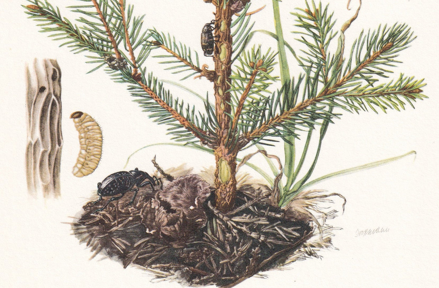 1960 LARGE PINE WEEVIL Print - Vintage Insect Print - Bug Illustration - Biology Wall Art - Vintage Entomology Print - 63 Yea