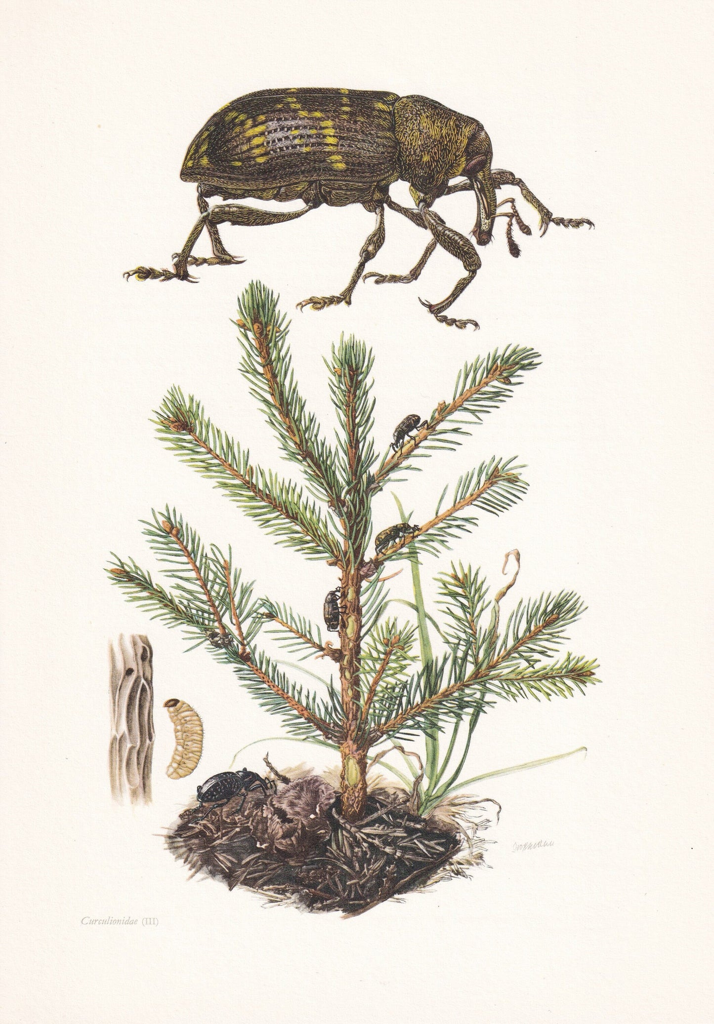 1960 LARGE PINE WEEVIL Print - Vintage Insect Print - Bug Illustration - Biology Wall Art - Vintage Entomology Print - 63 Yea