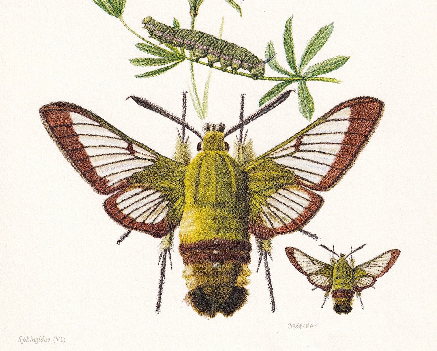 1960 BEE HAWK-MOTH Print - Vintage Insect Print - Hemaris fuciformis - Biology Wall Art - Vintage Entomology Print - 63 Years
