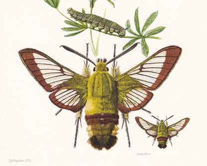 1960 BEE HAWK-MOTH Print - Vintage Insect Print - Hemaris fuciformis - Biology Wall Art - Vintage Entomology Print - 63 Years
