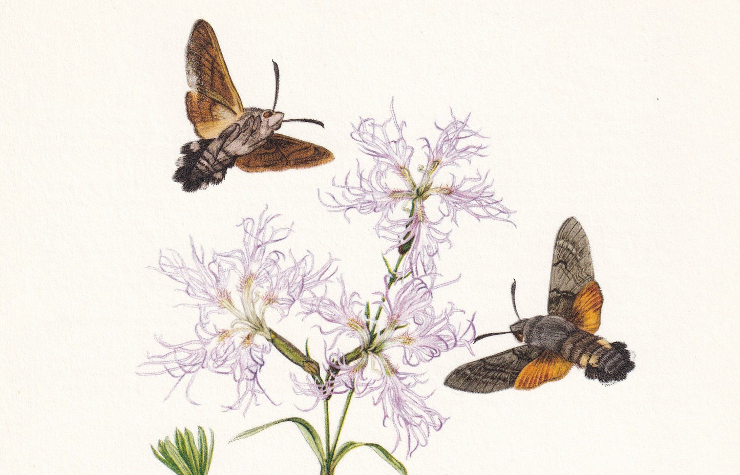 1960 BEE HAWK-MOTH Print - Vintage Insect Print - Hemaris fuciformis - Biology Wall Art - Vintage Entomology Print - 63 Years