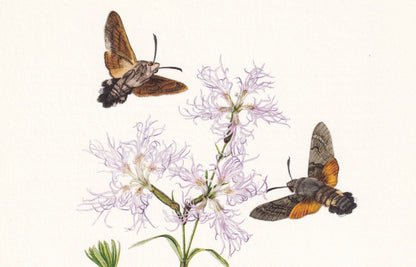 1960 BEE HAWK-MOTH Print - Vintage Insect Print - Hemaris fuciformis - Biology Wall Art - Vintage Entomology Print - 63 Years