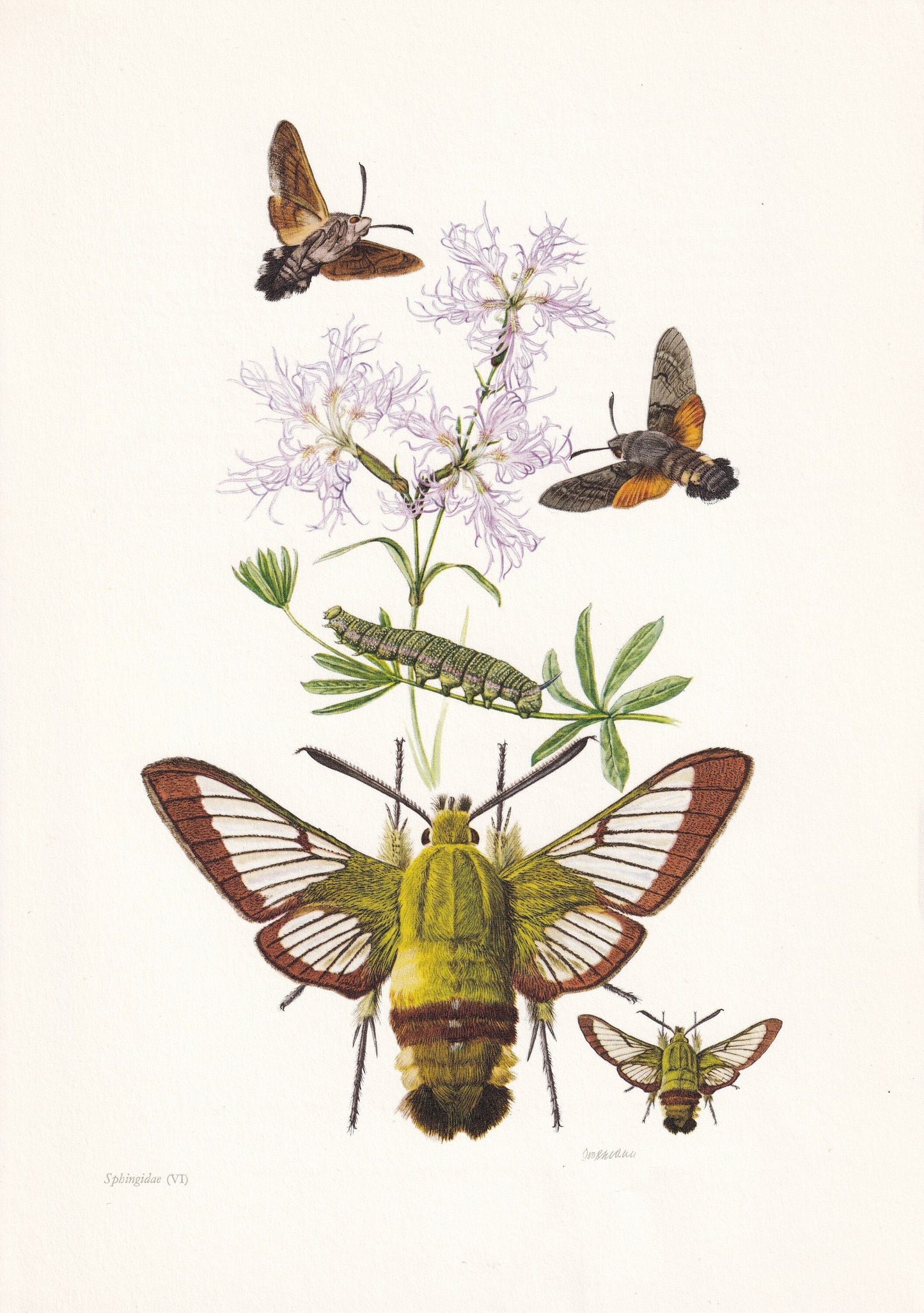 1960 BEE HAWK-MOTH Print - Vintage Insect Print - Hemaris fuciformis - Biology Wall Art - Vintage Entomology Print - 63 Years