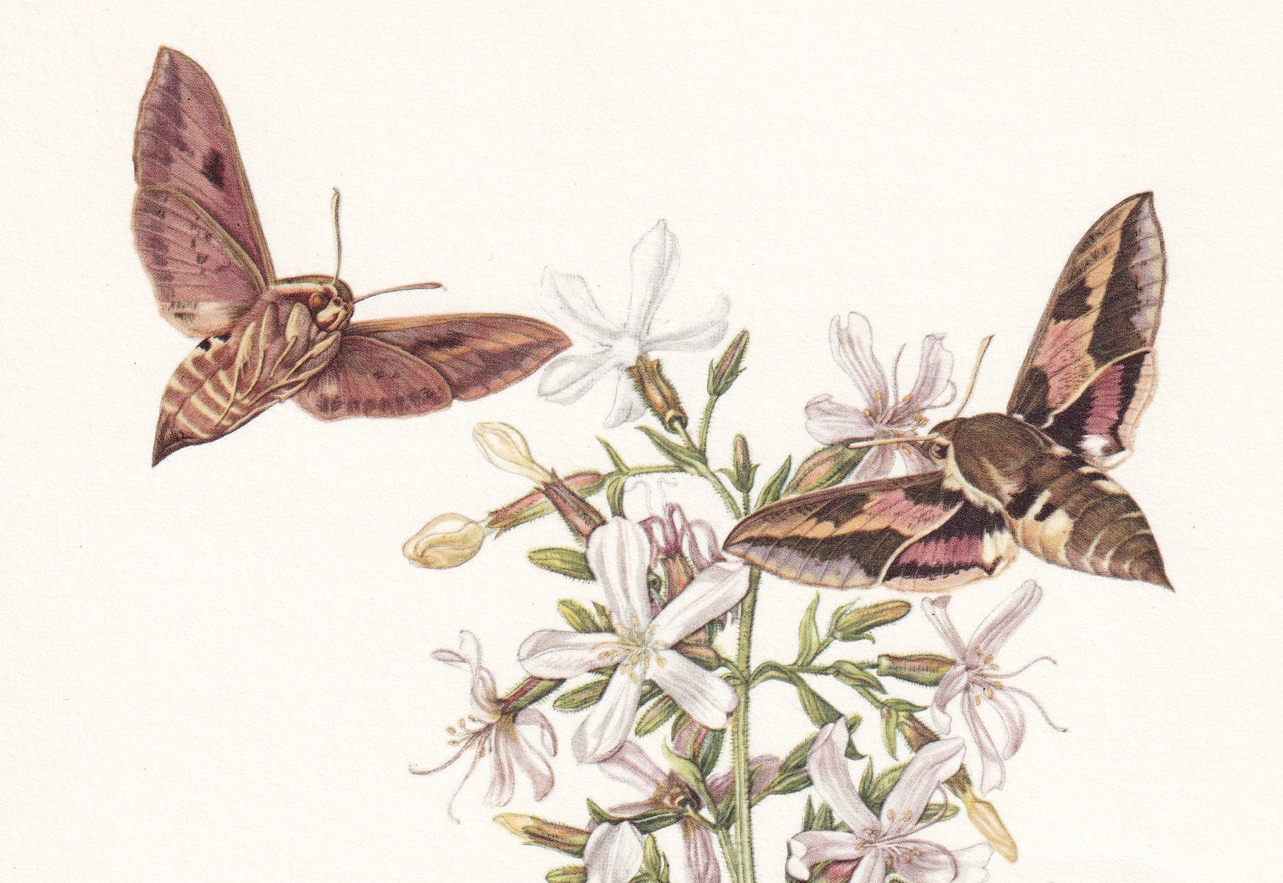 1960 SPURGE HAWK MOTH Print - Vintage Insect Print - Bug Illustration - Biology Wall Art - Vintage Entomology Print - 63 Years Old