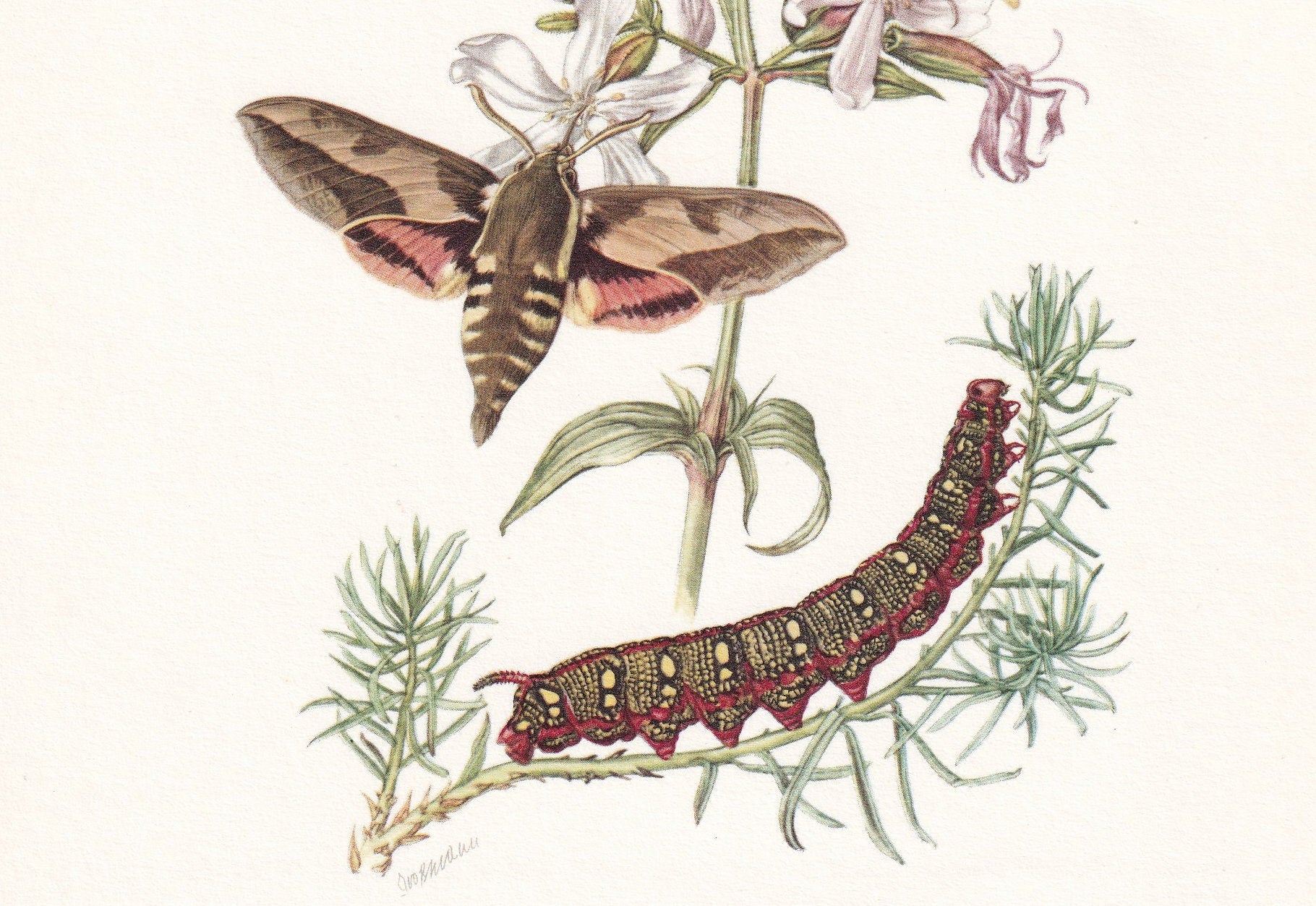 1960 SPURGE HAWK MOTH Print - Vintage Insect Print - Bug Illustration - Biology Wall Art - Vintage Entomology Print - 63 Year