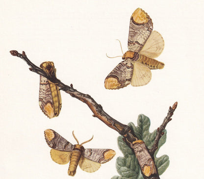 1960 BUFF-TIP MOTH Print - Vintage Insect Print - Bug Illustration - Biology Wall Art - Vintage Entomology Print - 63 Years O