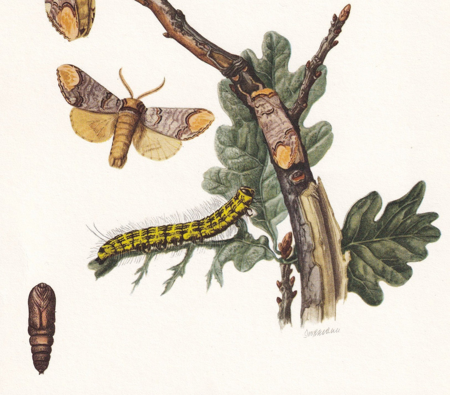 1960 BUFF-TIP MOTH Print - Vintage Insect Print - Bug Illustration - Biology Wall Art - Vintage Entomology Print - 63 Years O