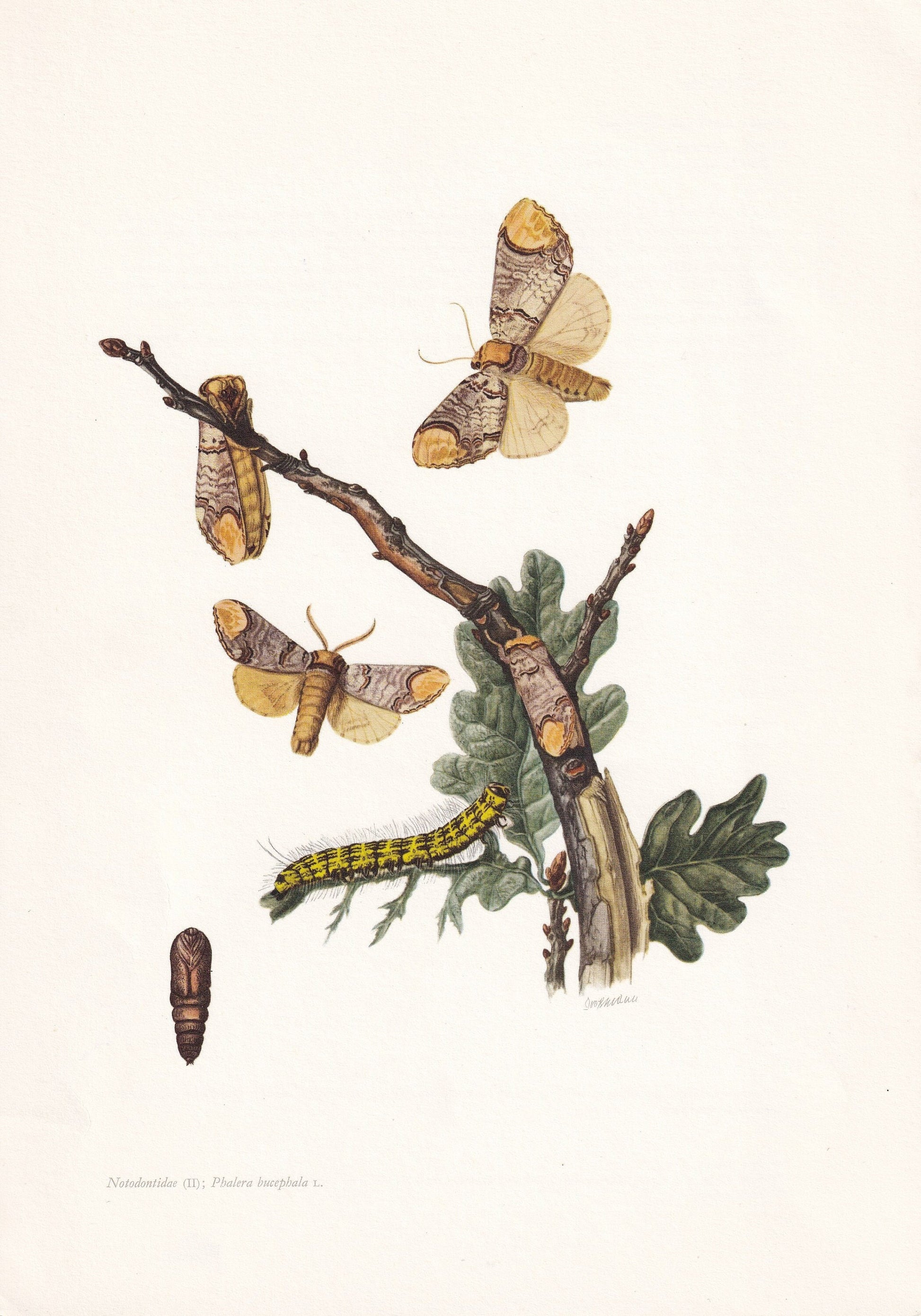 1960 BUFF-TIP MOTH Print - Vintage Insect Print - Bug Illustration - Biology Wall Art - Vintage Entomology Print - 63 Years O