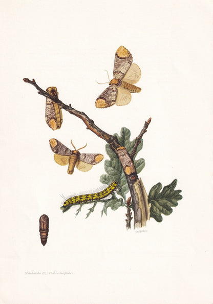 1960 BUFF-TIP MOTH Print - Vintage Insect Print - Bug Illustration - Biology Wall Art - Vintage Entomology Print - 63 Years O