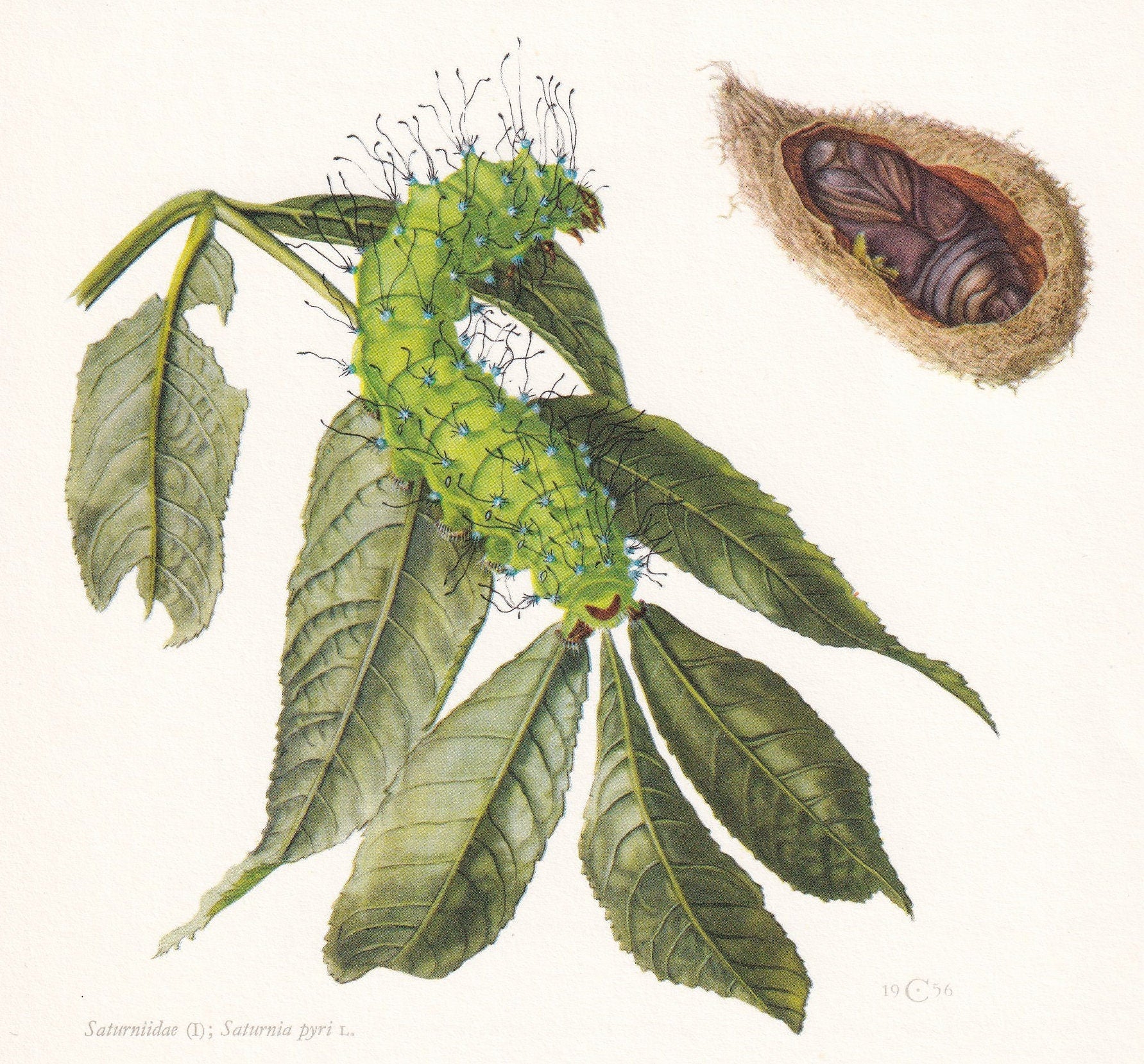 1960 GIANT PEACOCK MOTH Print - Vintage Insect - Butterfly Wall Art - Vintage Entomology Print - 63 Years Old