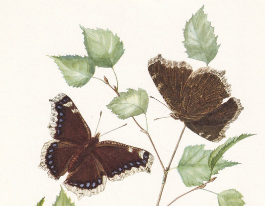 1960 MOURNING CLOAK BUTTERFLY Print - aka Camberwell Beauty - Vintage Insect Print - Vintage Entomology Print - 63 Years Old
