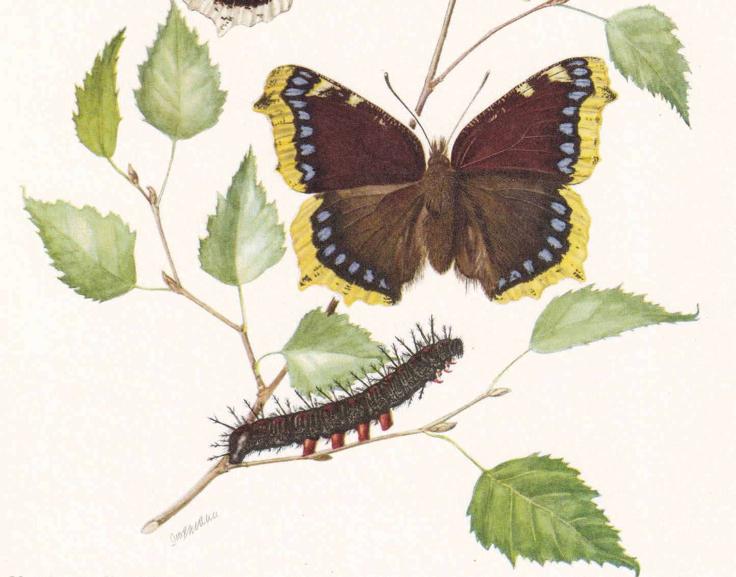 1960 MOURNING CLOAK BUTTERFLY Print - aka Camberwell Beauty - Vintage Insect Print - Vintage Entomology Print - 63 Years Old