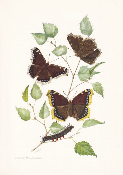 1960 MOURNING CLOAK BUTTERFLY Print - aka Camberwell Beauty - Vintage Insect Print - Vintage Entomology Print - 63 Years Old
