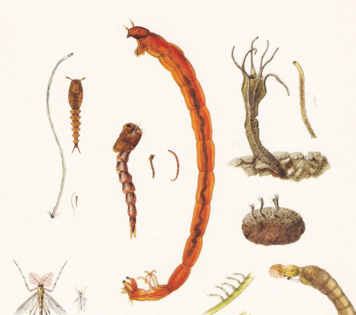 1960 MIDGES & FLIES Print - Vintage Insect Print - Bug Illustration - Biology Wall Art - Vintage Entomology Print - 63 Years 