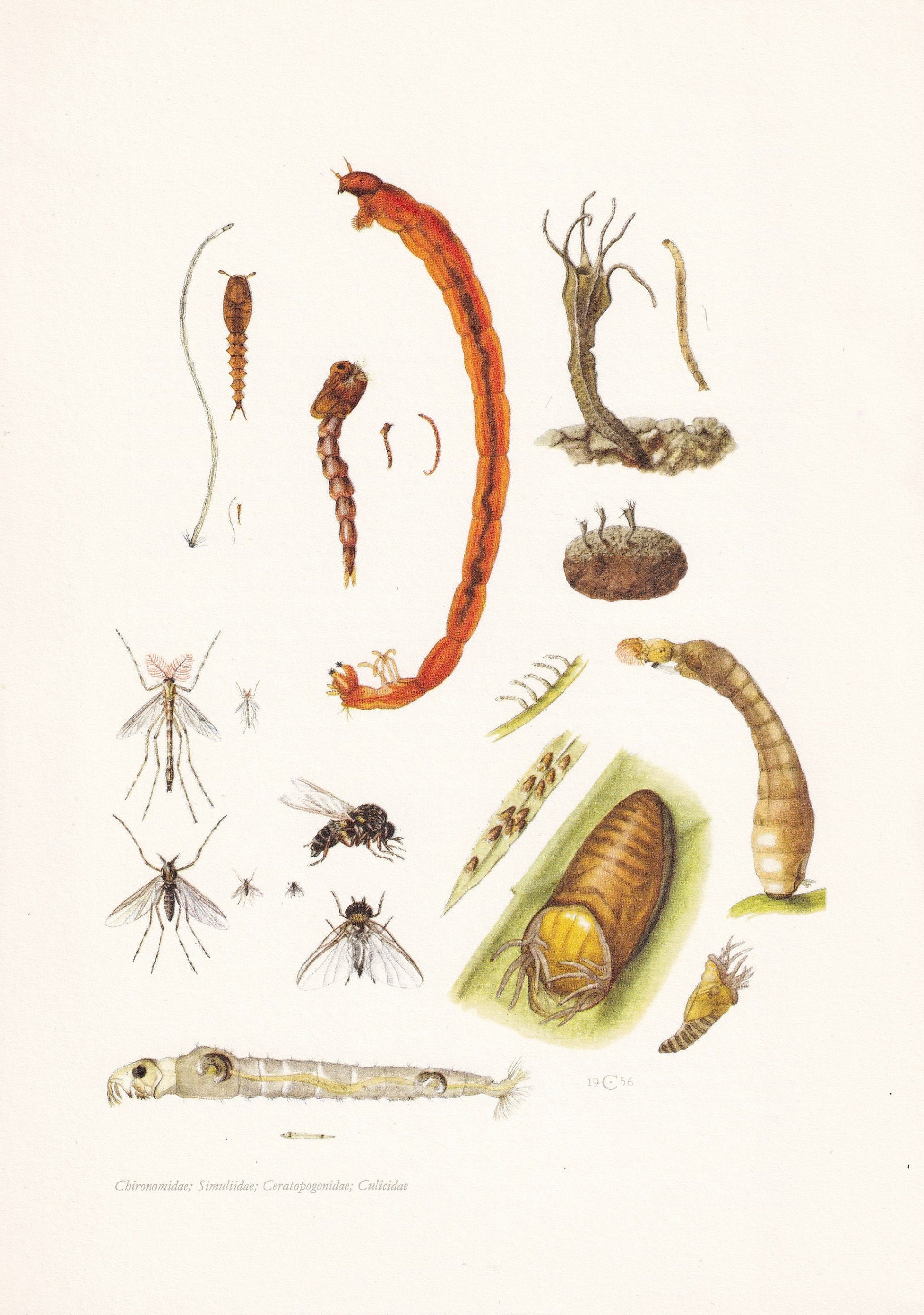 1960 MIDGES & FLIES Print - Vintage Insect Print - Bug Illustration - Biology Wall Art - Vintage Entomology Print - 63 Years 