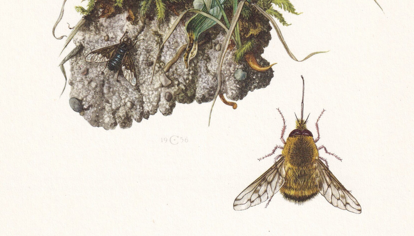 1960 GREATER BEE FLY Print - Vintage Insect Print - Bug Illustration - Biology Wall Art - Vintage Entomology Print - 7.5 x 10