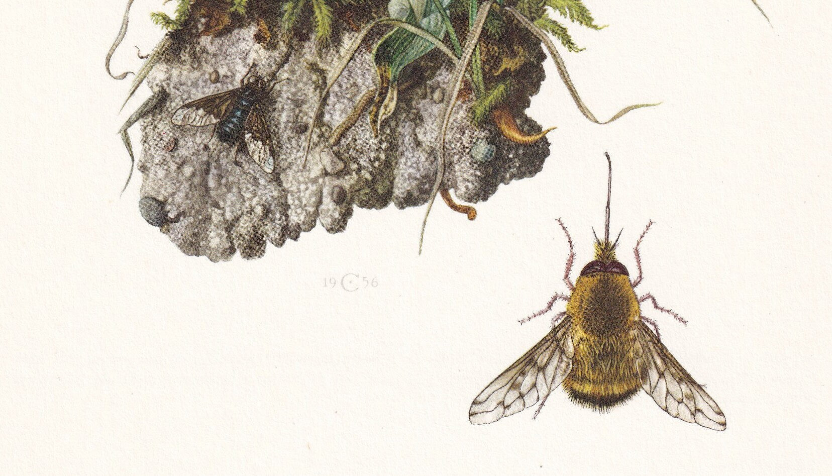 1960 GREATER BEE FLY Print - Vintage Insect Print - Bug Illustration - Biology Wall Art - Vintage Entomology Print - 7.5 x 10