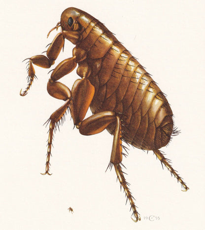 1960 HUMAN FLEA Print - Vintage Insect Print - Insect Wall Art - Bugs Print - Vintage Entomology Print - 7.5 x 10.6 Inches