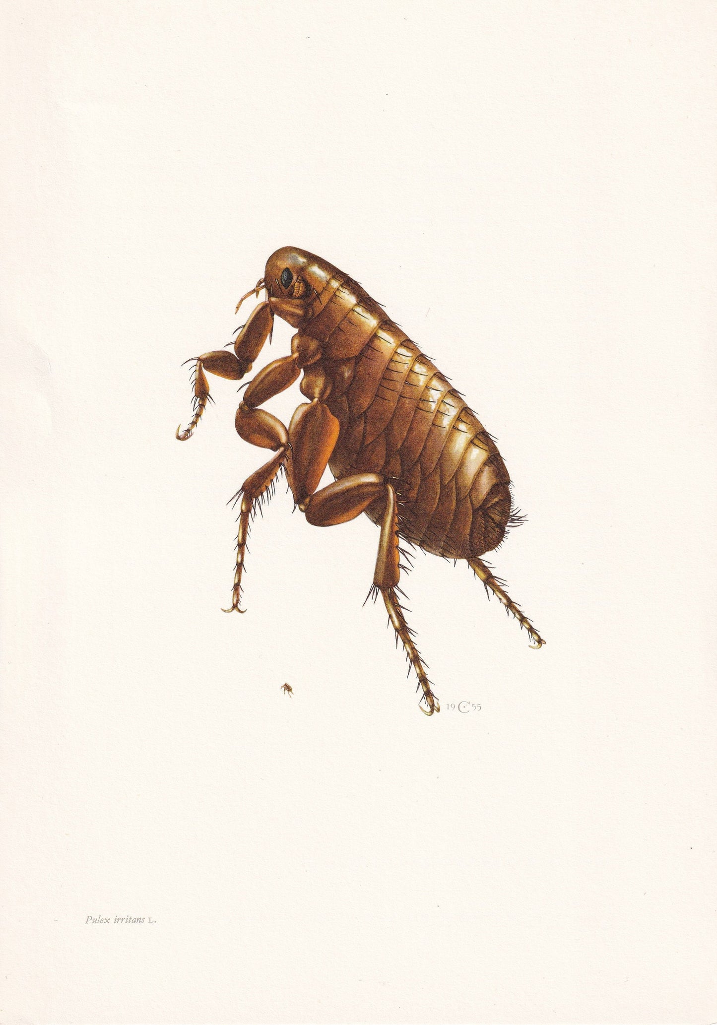 1960 HUMAN FLEA Print - Vintage Insect Print - Insect Wall Art - Bugs Print - Vintage Entomology Print - 7.5 x 10.6 Inches