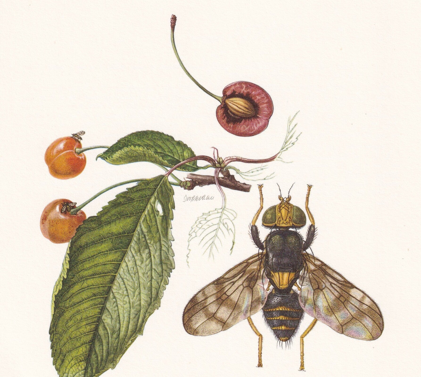 1960 CHERRY FRUIT FLY Print - Vintage Insect Print - Insect Wall Art - Rhagoletis cerasi - Vintage Entomology Print - 7.5 x 1