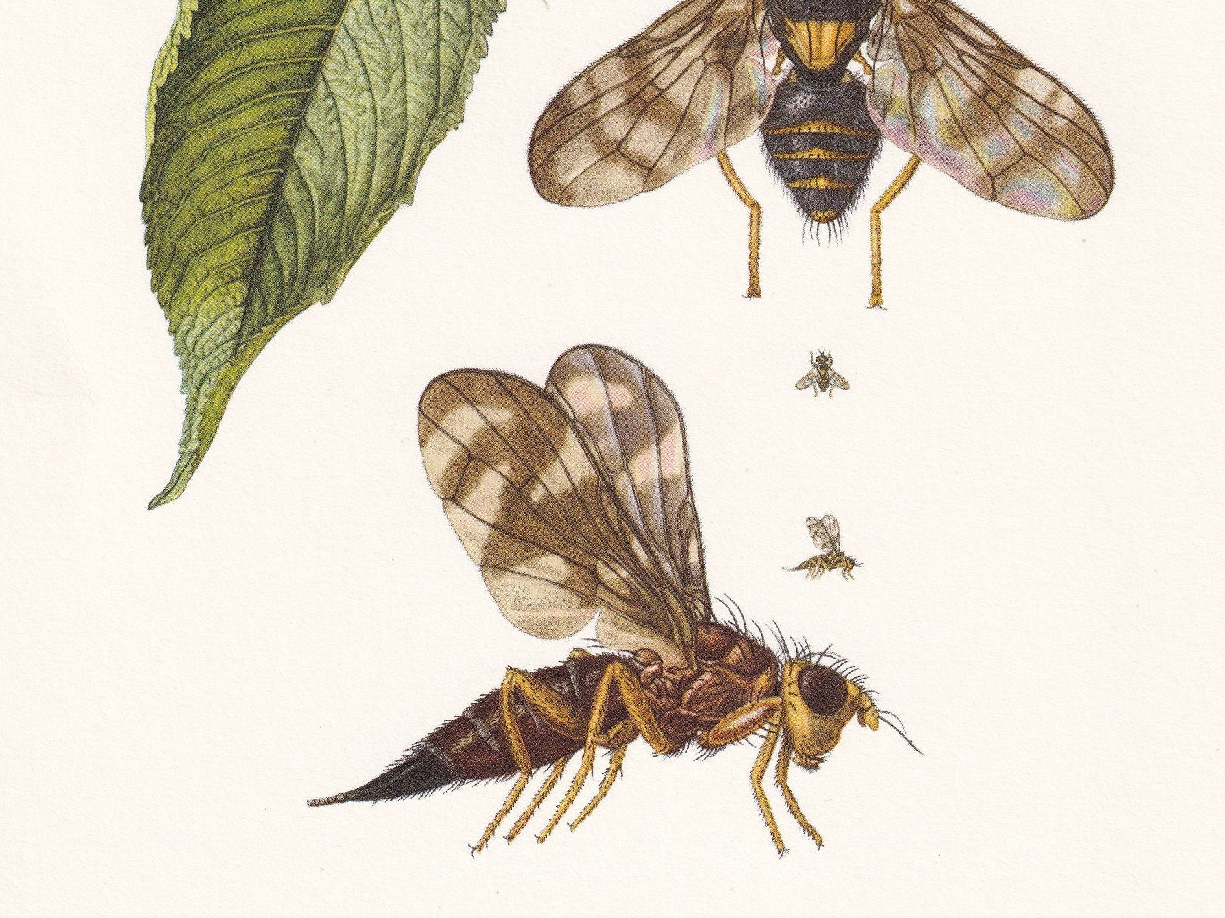 1960 CHERRY FRUIT FLY Print - Vintage Insect Print - Insect Wall Art - Rhagoletis cerasi - Vintage Entomology Print - 7.5 x 1