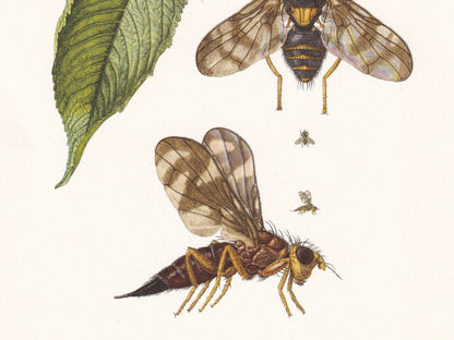 1960 CHERRY FRUIT FLY Print - Vintage Insect Print - Insect Wall Art - Rhagoletis cerasi - Vintage Entomology Print - 7.5 x 1