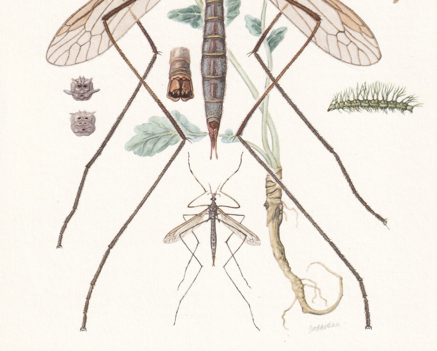 1960 CRANE FLY Print - Vintage Insect Print - Insect Wall Art - Vintage Entomology Print - 7.5 x 10.6 Inches