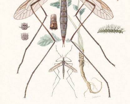 1960 CRANE FLY Print - Vintage Insect Print - Insect Wall Art - Vintage Entomology Print - 7.5 x 10.6 Inches