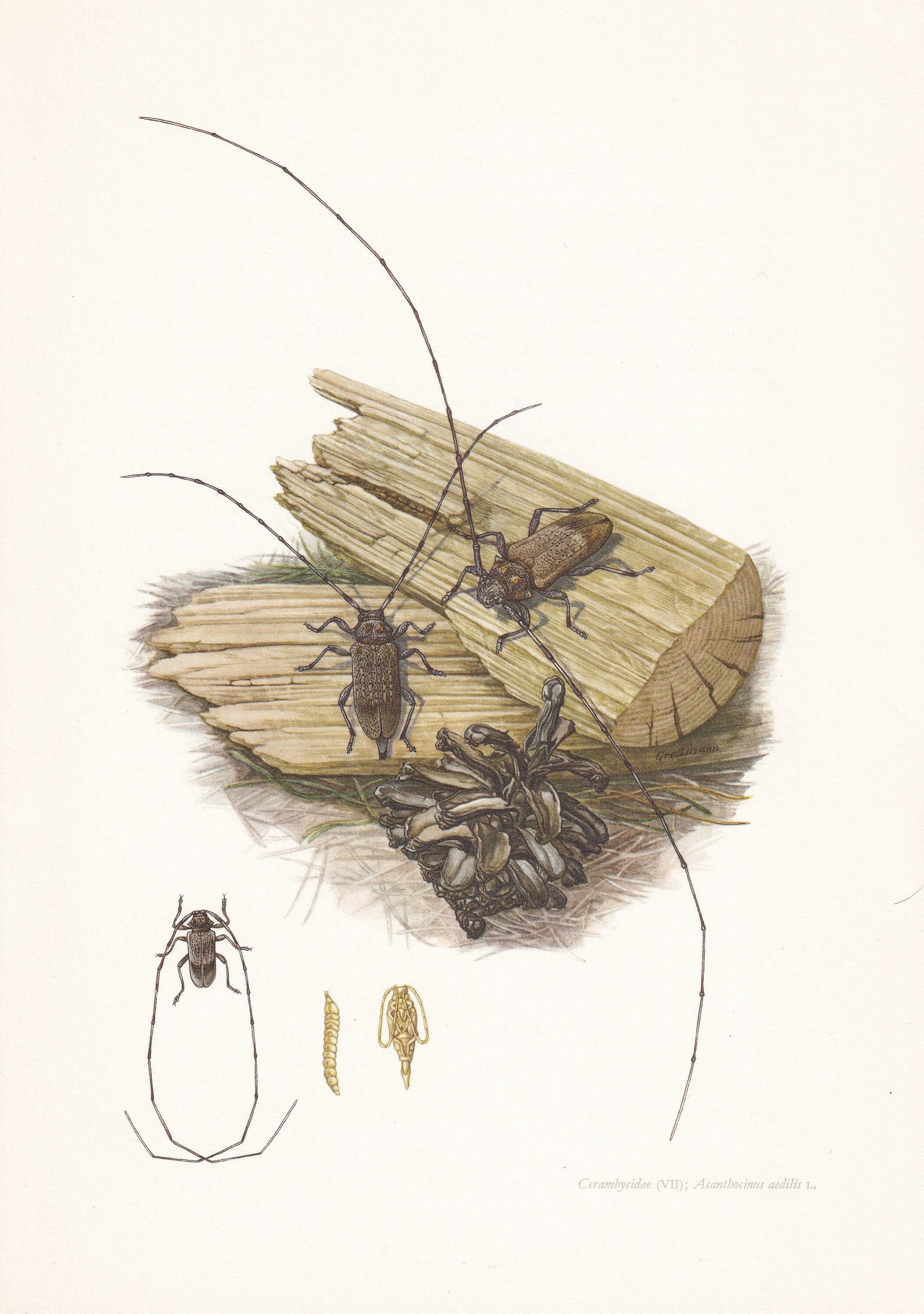 1960 LONGHORN BEETLE Print - Vintage Insect Print - Insect Wall Art - Vintage Entomology Print - 7.5 x 10.6 Inches