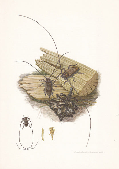 1960 LONGHORN BEETLE Print - Vintage Insect Print - Insect Wall Art - Vintage Entomology Print - 7.5 x 10.6 Inches