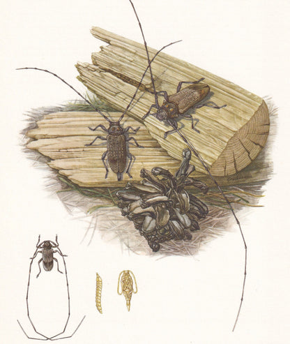 1960 LONGHORN BEETLE Print - Vintage Insect Print - Insect Wall Art - Vintage Entomology Print - 7.5 x 10.6 Inches