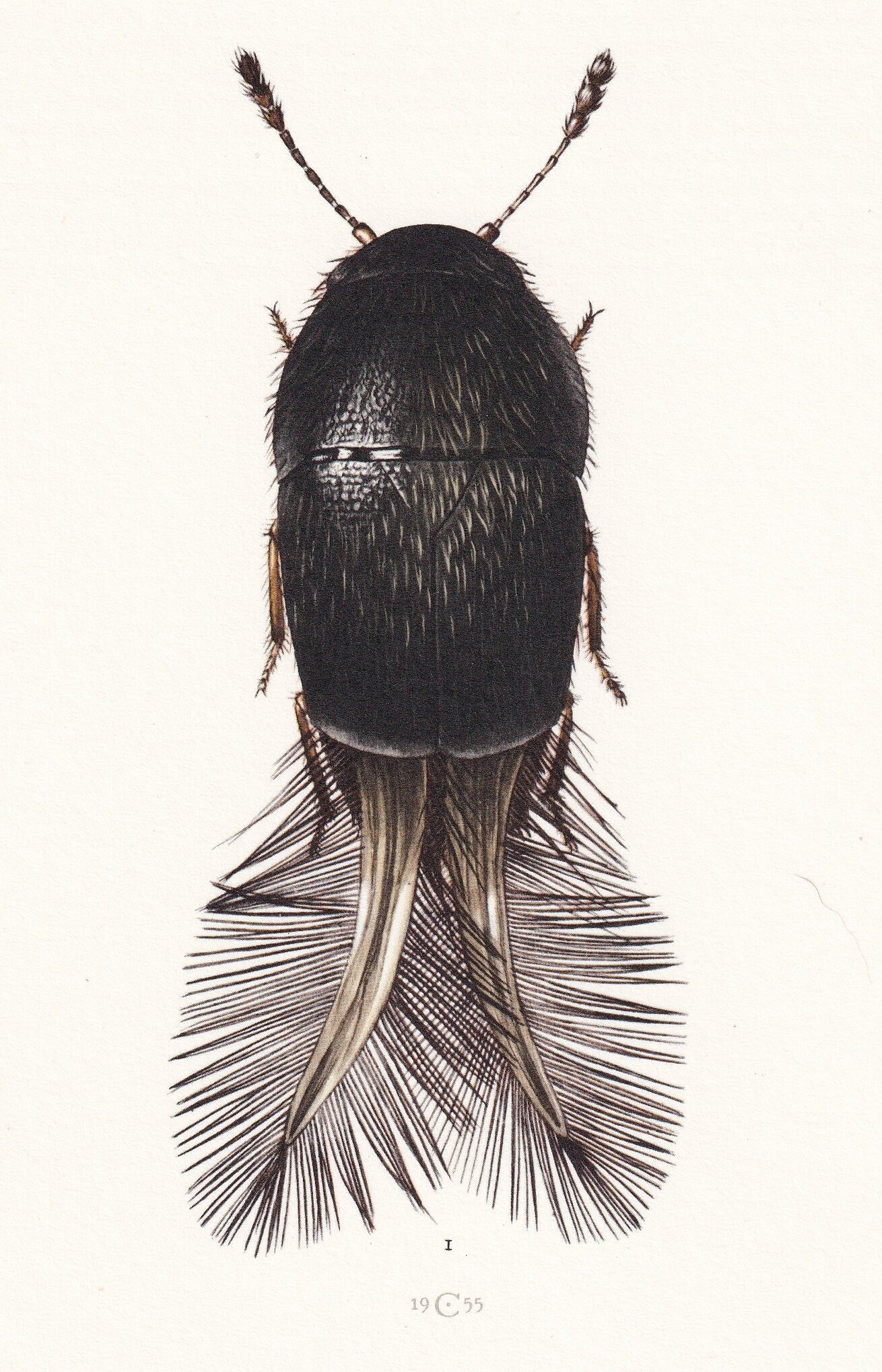 1960 FEATHER-WINGED BEETLE Print - Vintage Insect Print - Insect Wall Art - Vintage Entomology Print - 7.5 x 10.6 Inches