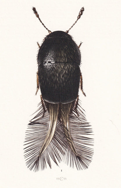 1960 FEATHER-WINGED BEETLE Print - Vintage Insect Print - Insect Wall Art - Vintage Entomology Print - 7.5 x 10.6 Inches