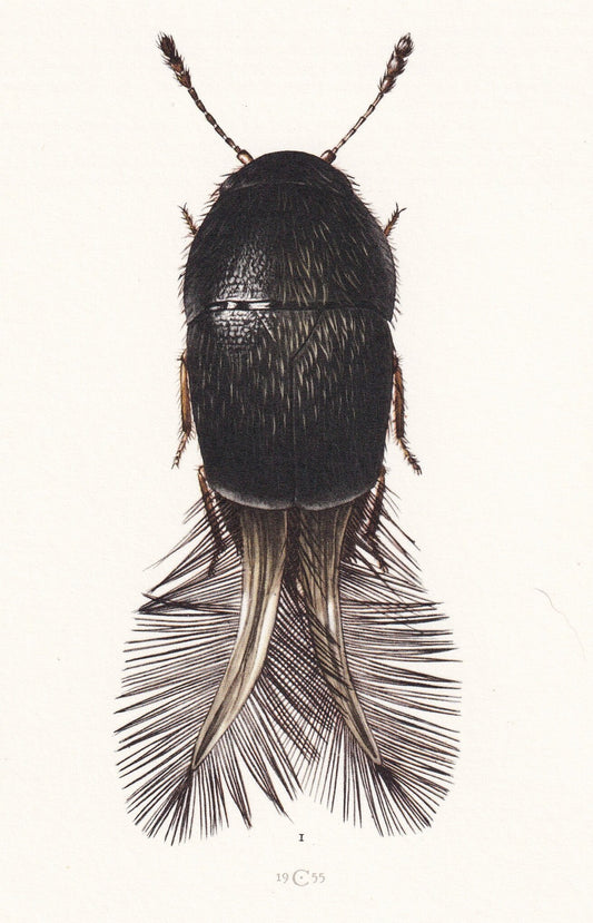 1960 FEATHER-WINGED BEETLE Print - Vintage Insect Print - Insect Wall Art - Vintage Entomology Print - 7.5 x 10.6 Inches