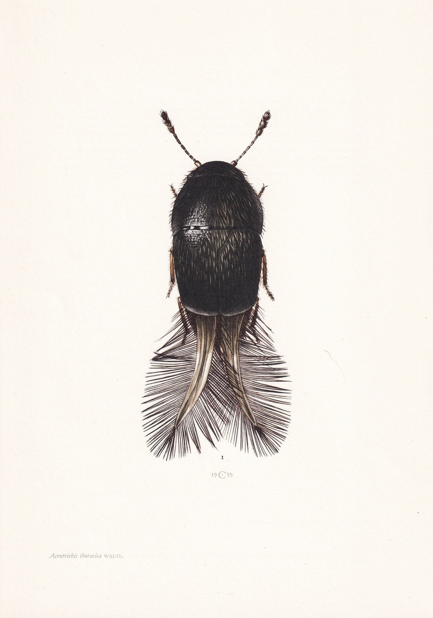 1960 FEATHER-WINGED BEETLE Print - Vintage Insect Print - Insect Wall Art - Vintage Entomology Print - 7.5 x 10.6 Inches