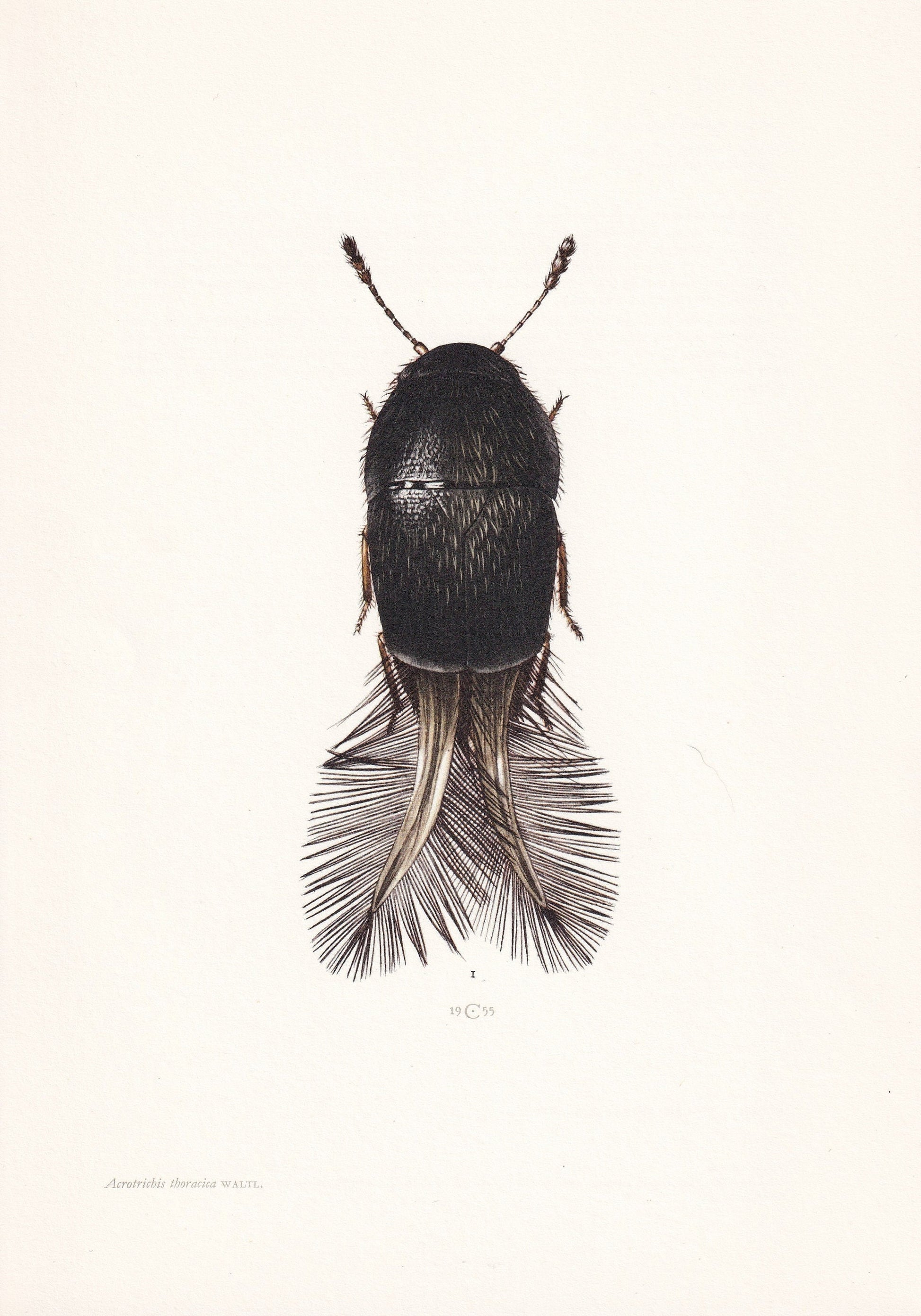 1960 FEATHER-WINGED BEETLE Print - Vintage Insect Print - Insect Wall Art - Vintage Entomology Print - 7.5 x 10.6 Inches